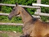 stallion Lamart (Akhal-Teke, 1998, from Gaigysyz)