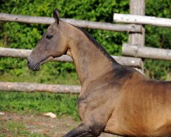 stallion Lamart (Akhal-Teke, 1998, from Gaigysyz)