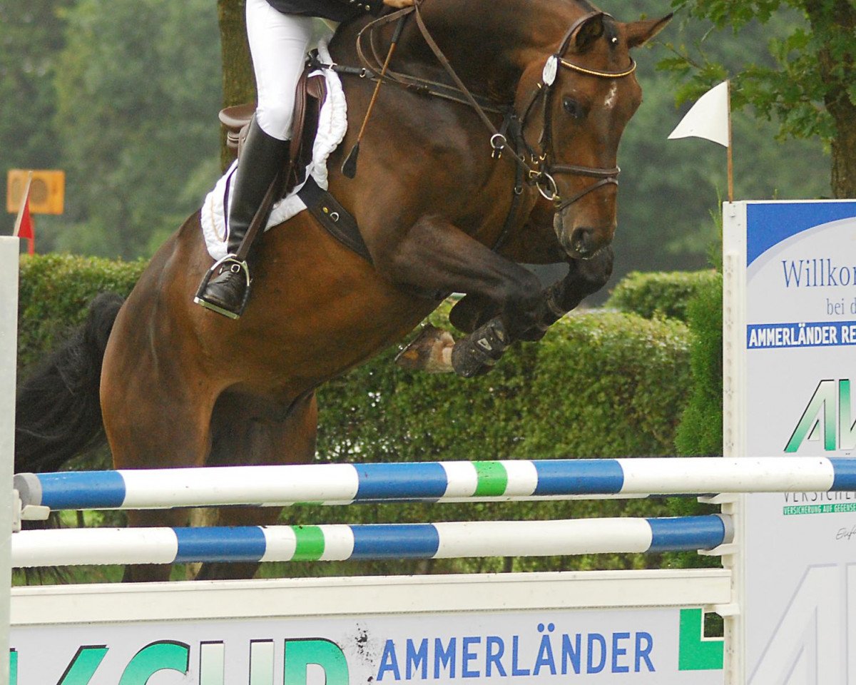 Dressurpferd Austin Power (Oldenburger, 2006, von Argentinus)