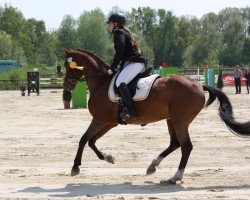 dressage horse Desperado Deluxe (German Riding Pony, 2005, from Depardieu)