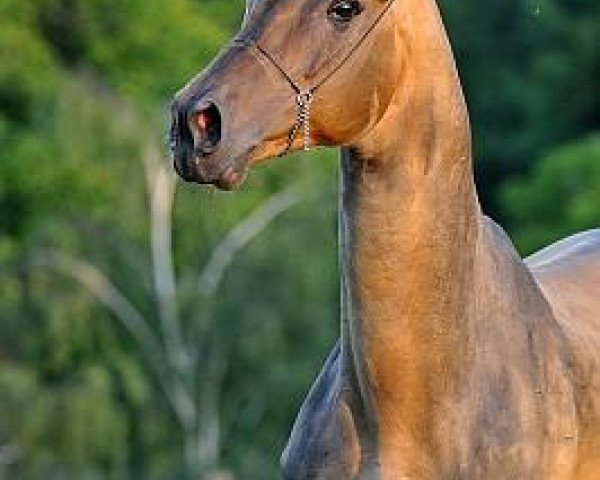 stallion Duigur (Akhal-Teke, 1998, from Asman)