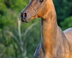 stallion Duigur (Akhal-Teke, 1998, from Asman)