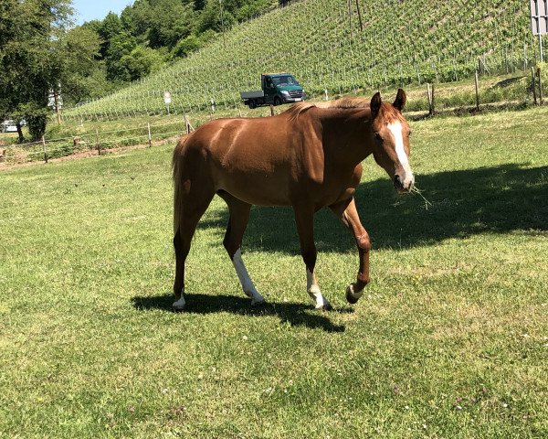 jumper Carletta Z (Zangersheide riding horse, 2018, from Camargo 2)