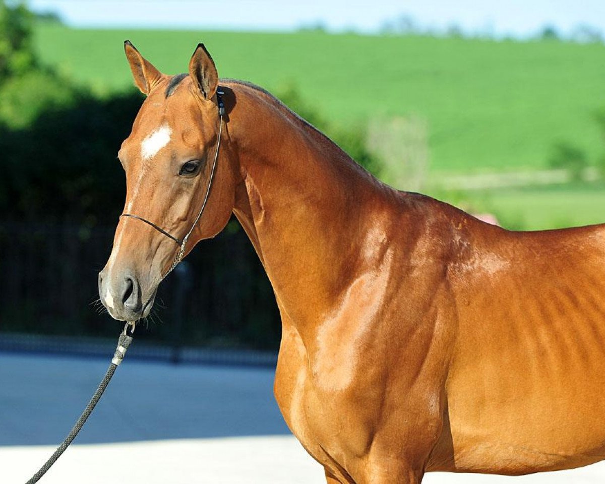 Deckhengst Mirsakhan (Achal Tekkiner, 2008, von Satrap)