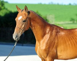 stallion Mirsakhan (Akhal-Teke, 2008, from Satrap)