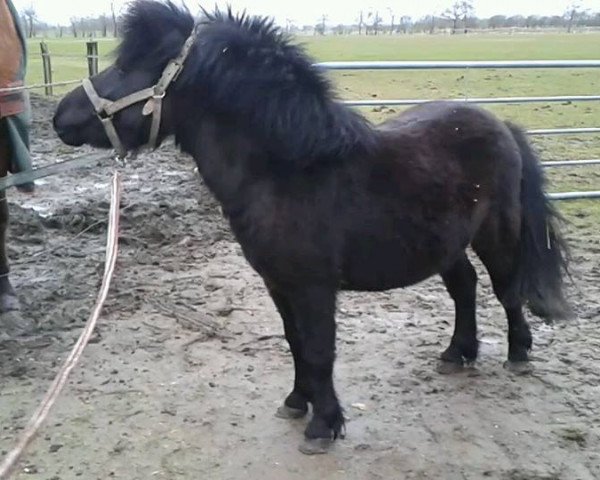 horse Schneltens Zorro (Shetland Pony, 2011, from Zalvador van de Langenhorst)