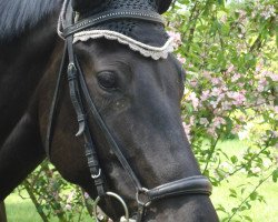 horse Paloma 269 (German Sport Horse, 2005, from Pessoa VDL)