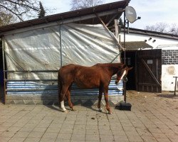 broodmare Gold-Girl HA (Hessian Warmblood, 1992, from Goldklang)