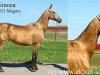 broodmare Mimoza (Akhal-Teke, 1992, from Medznun)