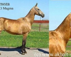 broodmare Mimoza (Akhal-Teke, 1992, from Medznun)