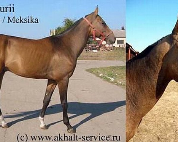 horse Merkurii (Akhal-Teke, 2001, from Ekemen)