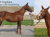 broodmare Sogdiana (Akhal-Teke, 1990, from Galkan)