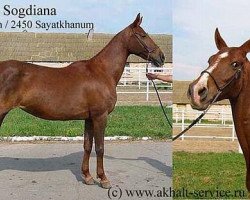 broodmare Sogdiana (Akhal-Teke, 1990, from Galkan)