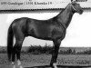 stallion Khorgos 2 (Akhal-Teke,  , from Gundogar)