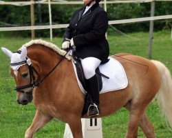 dressage horse Axan (Haflinger, 2007, from Alvaron)