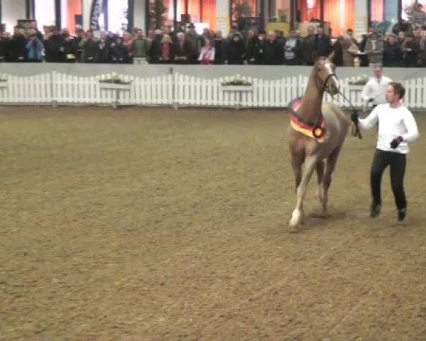 15. Trakehner Hengstschau 09.02.2013