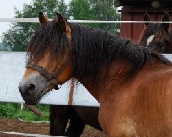 stallion Joerg (Rhenish-German Cold-Blood, 2001, from Biman)