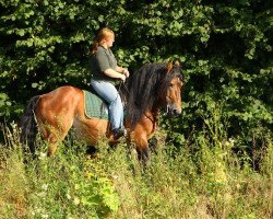 stallion Herold (Rhenish-German Cold-Blood, 1993, from Hubertus)