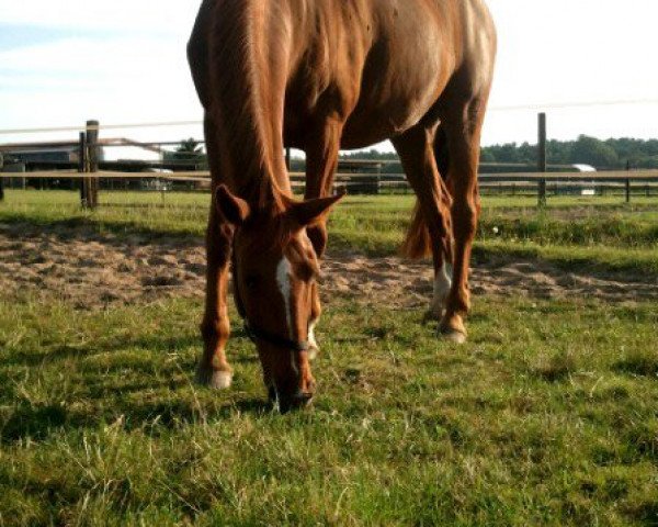 broodmare Pia (Westphalian, 1995, from Piggott)