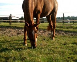 broodmare Pia (Westphalian, 1995, from Piggott)