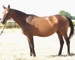 broodmare Konzertina (Trakehner, 1990, from Lehndorff's)