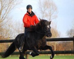 stallion Stjorn fra Wetsinghe (Iceland Horse, 2003, from Svartur vom Hochwald)