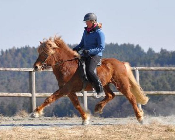 Pferd Pjakkur fra Arbae (Islandpferd, 2003, von Nagli frá Þúfu í Landeyjum)