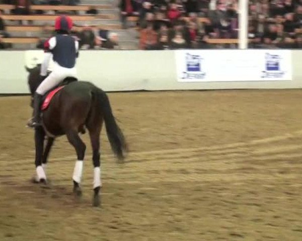 15. Trakehner Hengstschau 09.02.2013