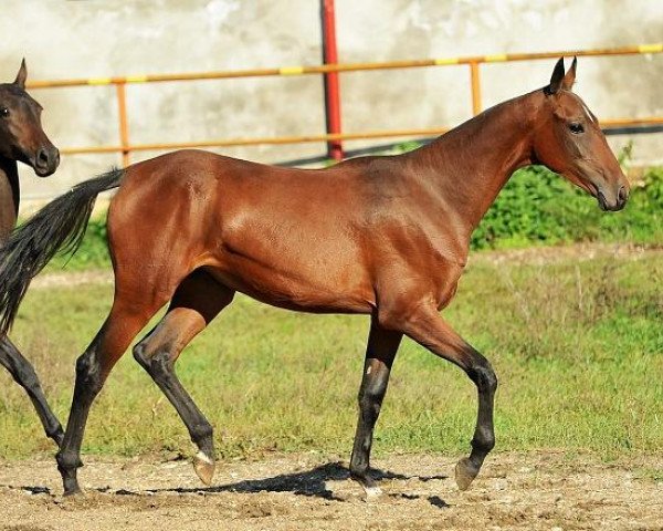 horse Siyali (Akhal-Teke, 2012, from Khanbegler)