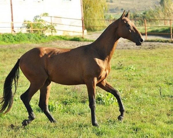 horse Saddam (Akhal-Teke, 2012, from Gench)