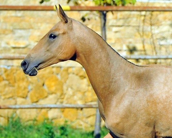 horse Mugubat (Akhal-Teke, 2012, from Khanbegler)