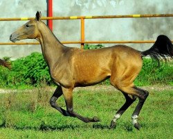 horse Prima (Akhal-Teke, 2012, from Gench)