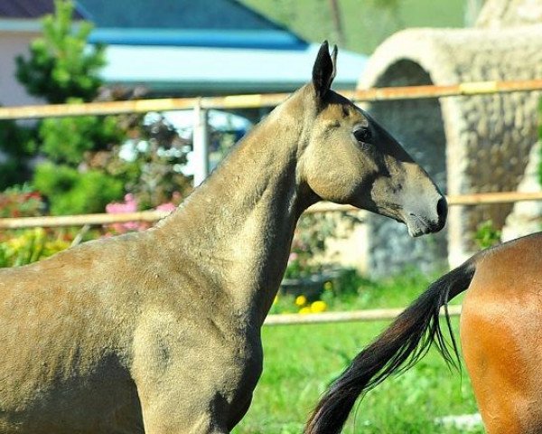 horse Sabakh (Akhal-Teke, 2012, from Khanbegler)