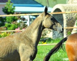 horse Sabakh (Akhal-Teke, 2012, from Khanbegler)