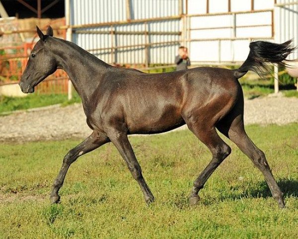 horse Azkhar (Akhal-Teke, 2012, from Amuzgi)