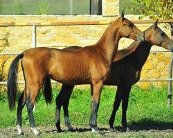 horse Kvintol (Akhal-Teke, 2012, from Gench)