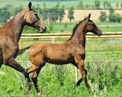 horse Paladin (Akhal-Teke, 2012, from Piastr)