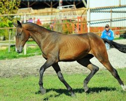 horse Salakh (Akhal-Teke, 2012, from Saburbek)