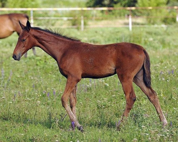 horse Poloma-Dag (Akhal-Teke, 2012, from Gench)