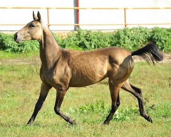 horse Genje (Akhal-Teke, 2012, from Gench)