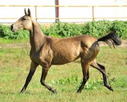 Pferd Genje (Achal Tekkiner, 2012, von Gench)