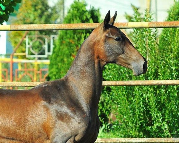 horse Gavkhar (Akhal-Teke, 2012, from Gench)