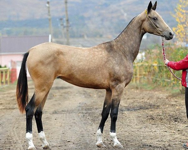 horse Gigena (Akhal-Teke, 2011, from Gench)