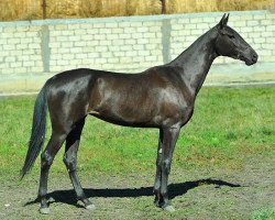 horse Kinelga (Akhal-Teke, 2011, from Agakhan-Dag)