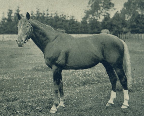 stallion Parsival (Trakehner, 1912, from Morgenstrahl)