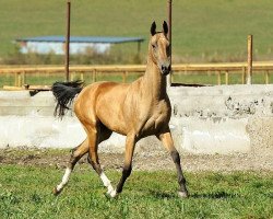 horse Sagniya (Akhal-Teke, 2011, from Gjaurs)