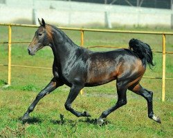 horse Mars (Akhal-Teke, 2011, from Saburbek)