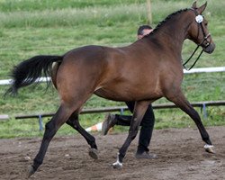 Zuchtstute Kacharel (Trakehner, 2006, von K2 T)