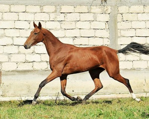 horse Megeniya (Akhal-Teke, 2011, from Gench)