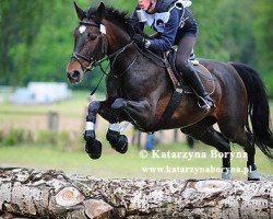 jumper Berenika (Polish Warmblood, 2006, from Carry's Son)